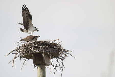 osprey landing on female sitting on nestの写真素材