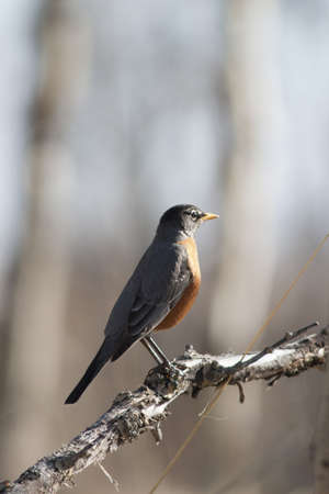 robin on branchの写真素材