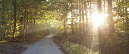 sunlight shining through forest with road in foregroundの写真素材