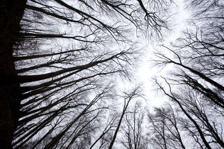 forest shot from below into sky above, trunks appearing as black silhouette no leavesの写真素材