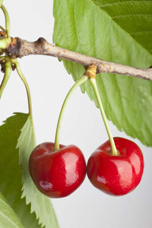 pair of cherries hanging on twig with leavesの写真素材