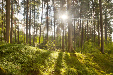 sunlight creeping into forest on a clear morningの写真素材