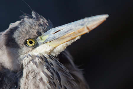 Portrait of Grey Heron in Wilderness. He was under shock and did not fear people.の写真素材