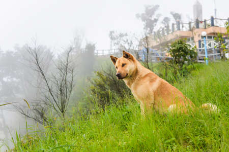 lovely dog stand on mountain viewpoint surround by sea fog