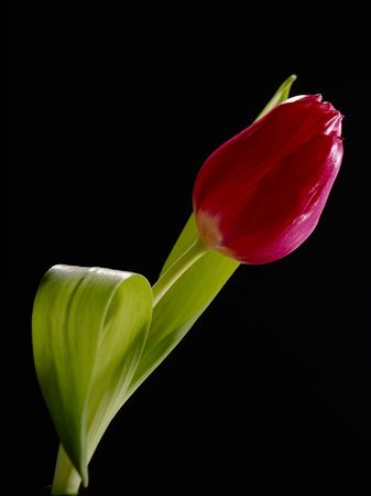 Red tulipの写真素材
