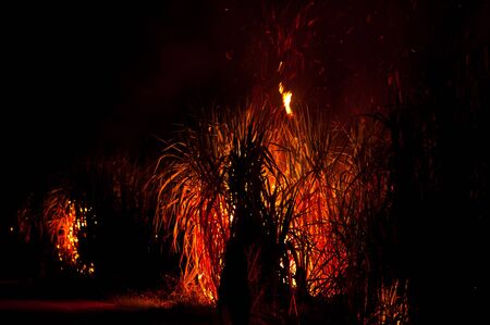 Big fire on the farmlandの写真素材