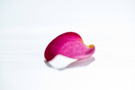 Pink frangipani flower petal isolated on white backgroundの写真素材