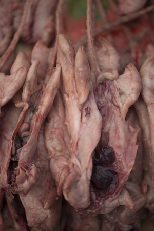 Fresh stacked rats on an Asian marketの写真素材