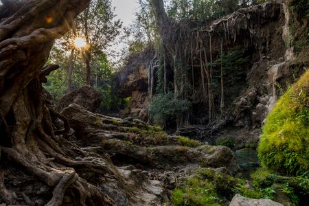 A tropical forest, jungle. Almost untouched natureの写真素材
