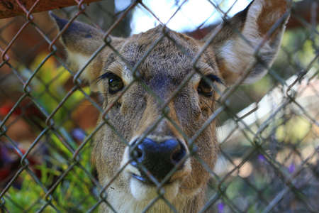 Deer in a cageの写真素材