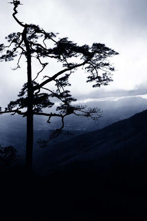 Pine Forest in the Morningの写真素材