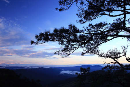 Pine Forest in the Morningの写真素材