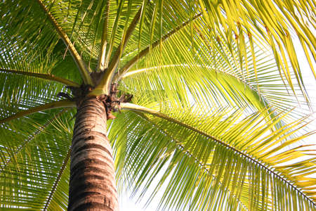 Coconut Trees in the Summerの写真素材