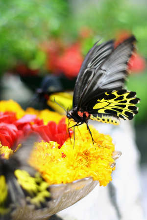 Butterfly with Flowerの写真素材