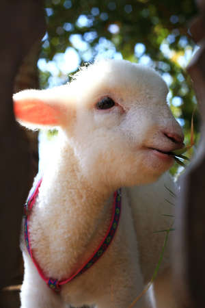 Baby Sheep 