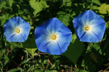 Blue Flower of Creeper Plant