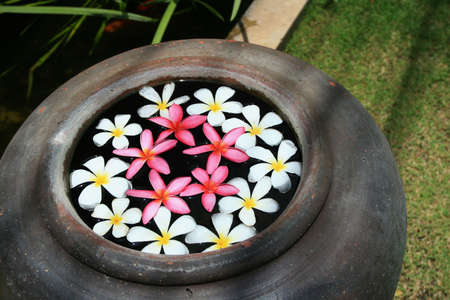 Tropical Frangipani Flowersの写真素材