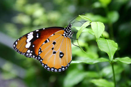 Butterflyの写真素材