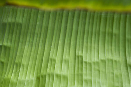 Banana Leafの写真素材
