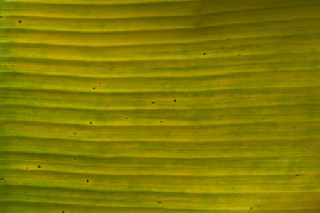 Banana Leafの写真素材