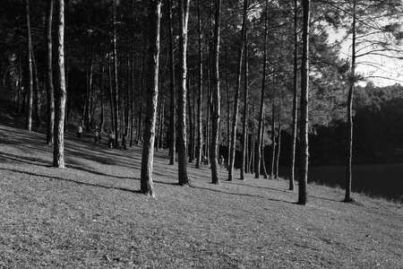 Pine Forestの写真素材