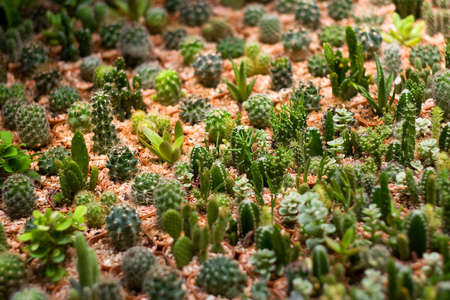 Small Decorative Cactuses in Pots