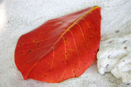 Red Leaf on the Beachの写真素材
