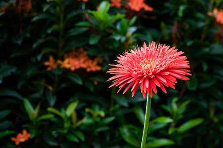 Gerbera Flowersの写真素材