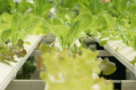 Vegetable Gardenの写真素材