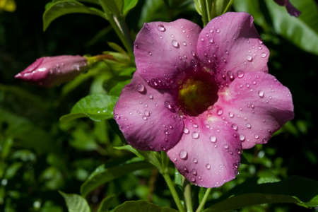 Allamanda Flowerの写真素材