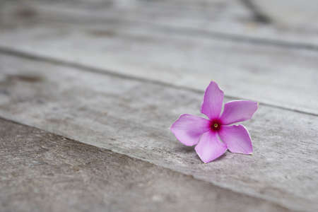 Purple Periwinkle on Woodの写真素材