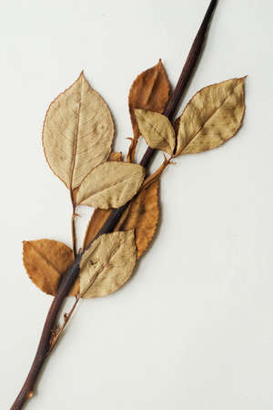 Dry leaves