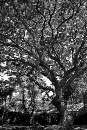 Tree branches