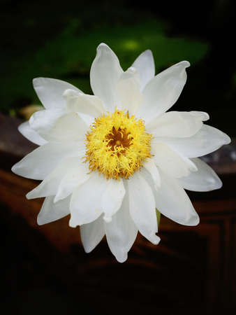 Water Lilyの写真素材