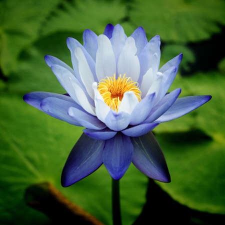 Water Lilyの写真素材