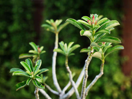 Young Treeの写真素材