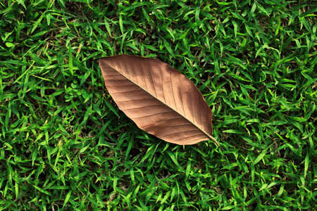 Single Leaf on Green Grassの写真素材