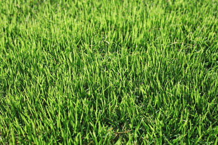 Green Grassの写真素材