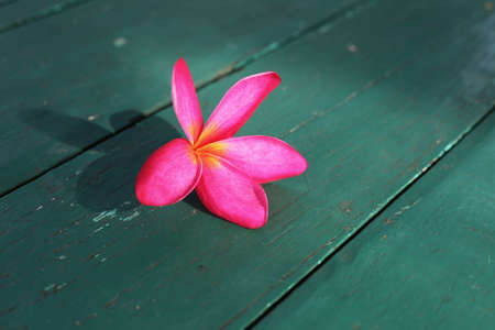 Plumeria on woodの写真素材