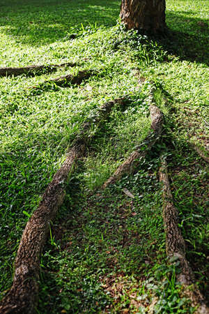 Roots on the green grassの写真素材