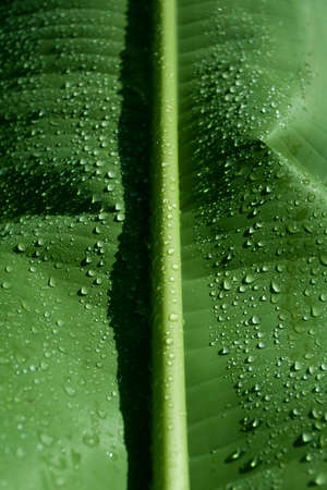 Water drops on banana leaf の写真素材