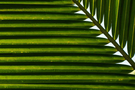 Coconut Leaf Background