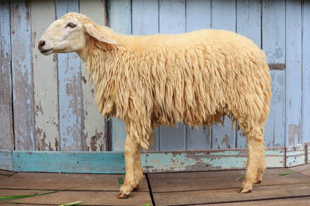 Sheep in the farm の写真素材