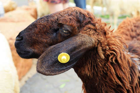 Sheep in the farmの写真素材