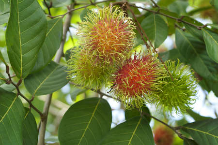 Rambutan fruitsの写真素材