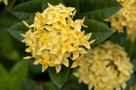 Yellow Ixora Flowers at Full Bloomの写真素材