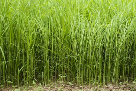 Rice Fieldの写真素材