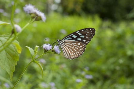 Monarch Butterflyの写真素材