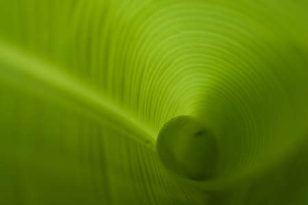 Abstract of Banana Leaf の写真素材