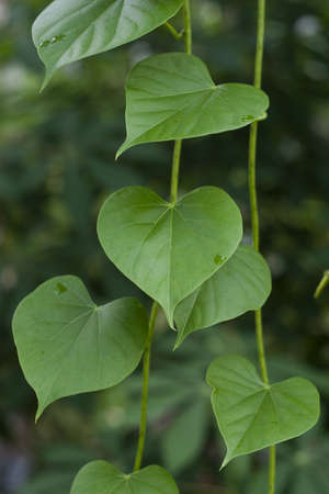 Green Leaves